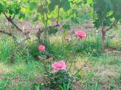 -安德鲁户外烧烤帐篷营地(马泉营店)