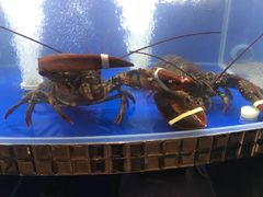 -小饕荟养生火锅(仁和·熙春郡店)
