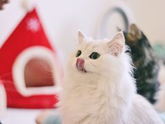 -猫在这儿猫咪咖啡馆·撸猫馆