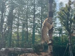 -上海野生动物园老虎餐厅