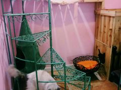 -70cat德文卷毛猫·缅因猫纯种猫舍