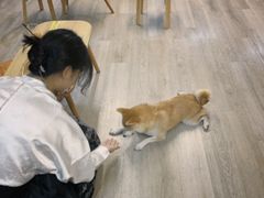 -柴迷FANS CLUB·柴犬狗咖·猫咖