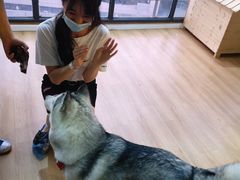 -Husky Go! 哈士奇体验馆·宠物咖啡厅狗咖