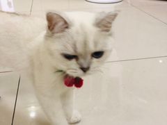 -鼓捣猫呢主题猫咖店