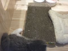 -屋虎猫馆(宝安大仟里店)