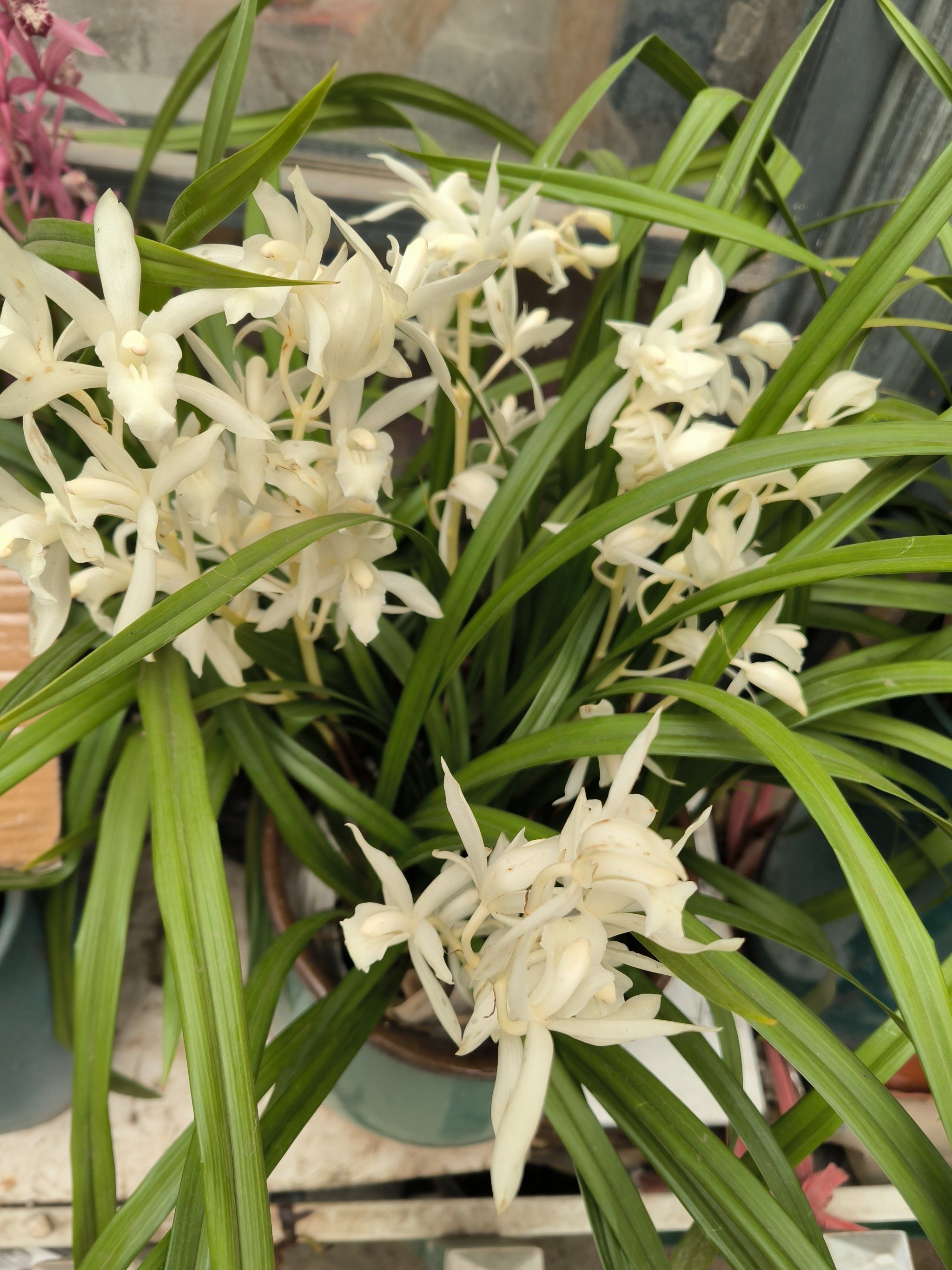 兰花真的好优雅!