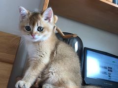 -袖虎·猫馆(体育西路店)