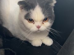 -pd派德宠物中心医院24H急重症·眼科中心·血液透析中心(嵩山北路店)