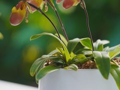 -国家植物园