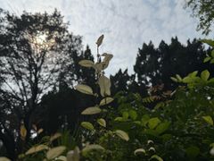 -西苑公园
