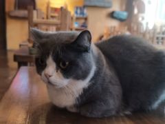 -猫猫幼稚园·撸猫·桌游·电玩