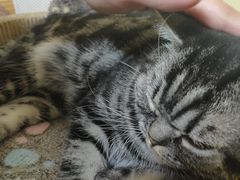 -Meowの猫咖(万家丽店)