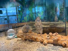 -昆明大悦城未来动物城(螺蛳湾中心店)