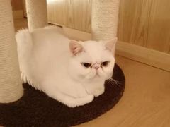 -猫腻·猫咖·撸猫馆(星光大道店)