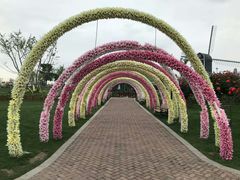 -荷兰花海