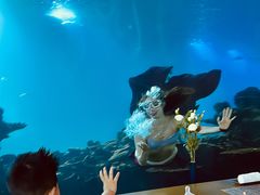-涛·海底餐厅·美人鱼·自助餐·海底隧道(三亚海棠湾洲际度假酒店)