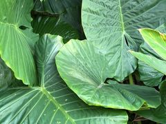 -深圳仙湖植物园