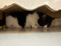 -平行世界·猫咖(首经贸店)