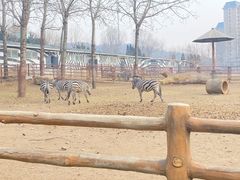 -大连森林动物园