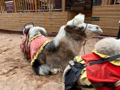 -天山神秘大峡谷