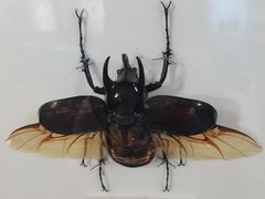 -上海昆虫博物馆