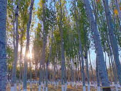 -大兴滨河森林公园