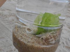 -三亚海棠湾万丽度假酒店