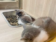 -飞行喵MR PILOT|猫舍·猫咖(静安大融城店)