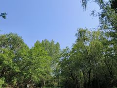 -云岗森林公园
