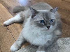 -瞄一喵猫咖(格力海岸店)
