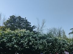 -上海滨江森林公园
