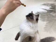 -藏猫猫咖啡主题馆(中央大道店)