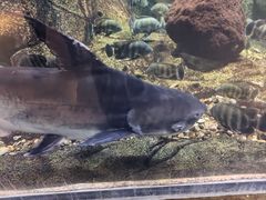 -萌宠奇缘(荣鼎店)