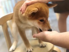 -柴迷FANS CLUB·柴犬狗咖·猫咖