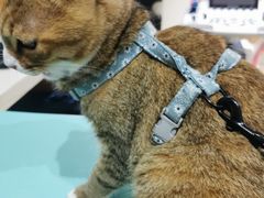 -艾贝尔宠物医院·24H转诊中心·肿瘤猫专科(江宁双龙店)