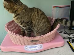 -纳吉亚猫专科动物医院·北北分院