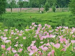 -洋湖国家湿地公园