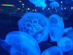 -石家庄海洋公园