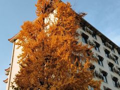 -龙抄手(文殊坊店)