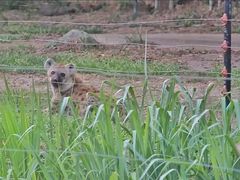 -清迈夜间动物园