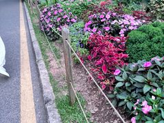 -深圳仙湖植物园