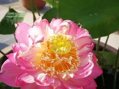 -莲花池公园