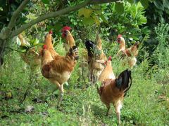 特色菜家炖溜达鸡-北镇龙岗子生态园