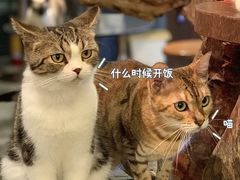 -more than meow吴止猫主题餐厅(承德 中船汇店)