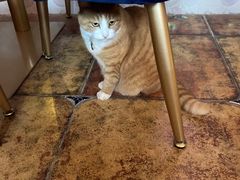 菜单-Sirena海妖日咖夜酒