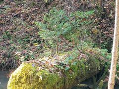 -五营红松林海景区