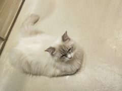 -藏猫猫咖啡主题馆(中央大道店)