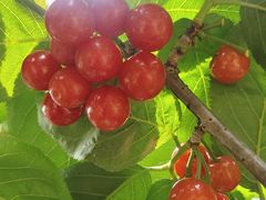 -樱桃山旅游景区