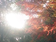 -杭州半山国家森林公园