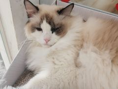 -COLOR PETS 撸猫馆·购猫·猫咖(长风大悦城店)